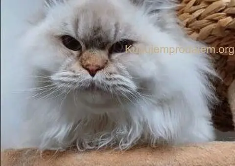 Škotski dugodlaki dečaci - 5/5