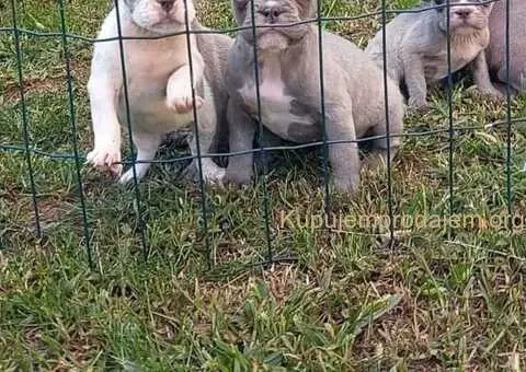 Francuski buldog štenci - 1/4