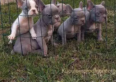 Francuski buldog štenci - 2/4