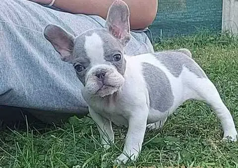 Francuski buldog štenci - 3/4