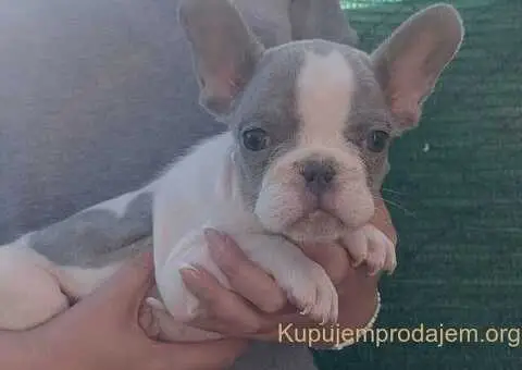 Francuski buldog štenci - 4/4