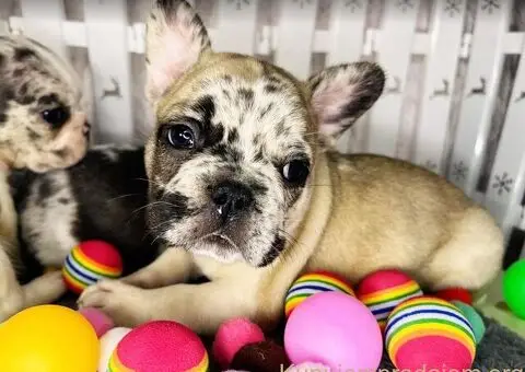 Francuski Buldog štenci - 3/6