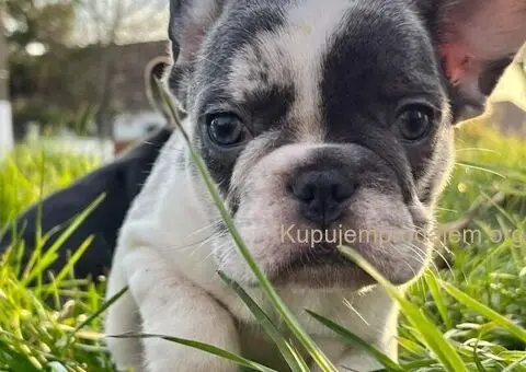 Francuski Buldog štenci - 4/6
