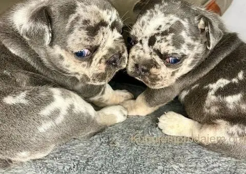 Francuski Buldog štenci - 5/6