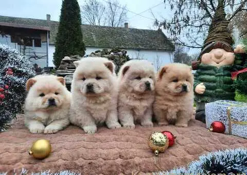 Chow chow cau cau - 1/3