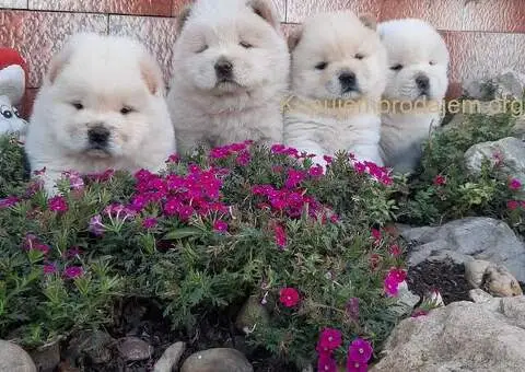 Chow chow cau cau - 2/3