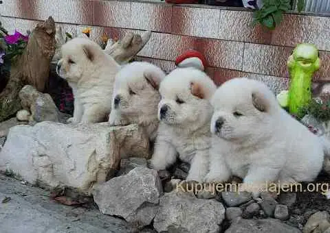 Chow chow cau cau - 3/3