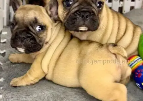 Francuski Buldog vrhunski štenci - 1/6