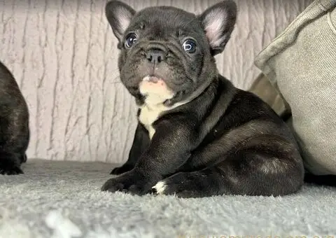 Francuski Buldog vrhunski štenci - 2/6