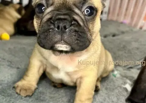 Francuski Buldog vrhunski štenci - 3/6