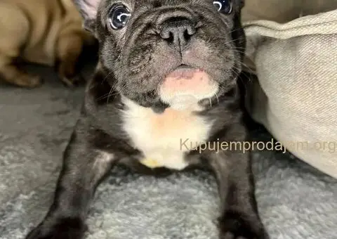 Francuski Buldog vrhunski štenci - 4/6