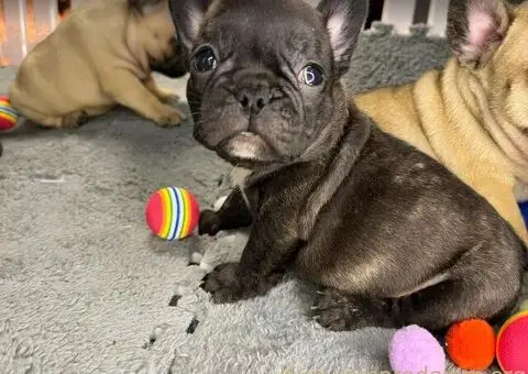 Francuski Buldog vrhunski štenci - 5/6