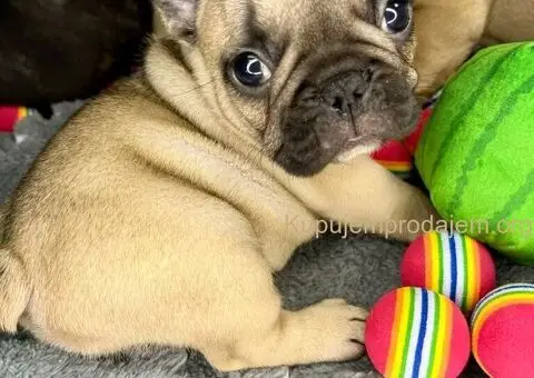 Francuski Buldog vrhunski štenci - 6/6