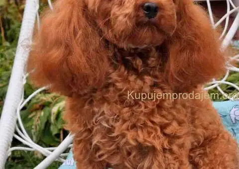 Najlepse bebe teddy bear toy pudle u Pom_Hash_Stars - 1/8