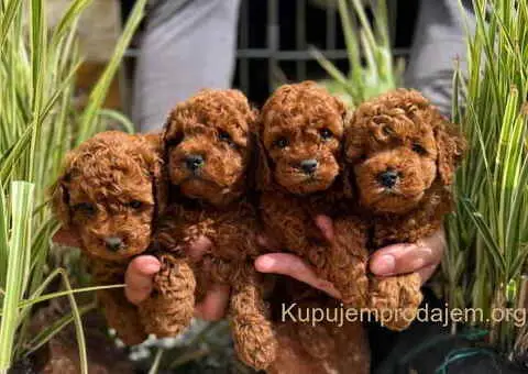 Najlepse bebe teddy bear toy pudle u Pom_Hash_Stars - 2/8