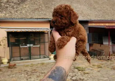 Najlepse bebe teddy bear toy pudle u Pom_Hash_Stars - 3/8