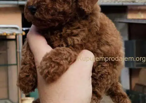 Najlepse bebe teddy bear toy pudle u Pom_Hash_Stars - 4/8