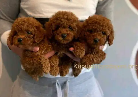 Najlepse bebe teddy bear toy pudle u Pom_Hash_Stars - 5/8