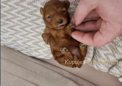 Najlepse bebe teddy bear toy pudle u Pom_Hash_Stars - 6/8