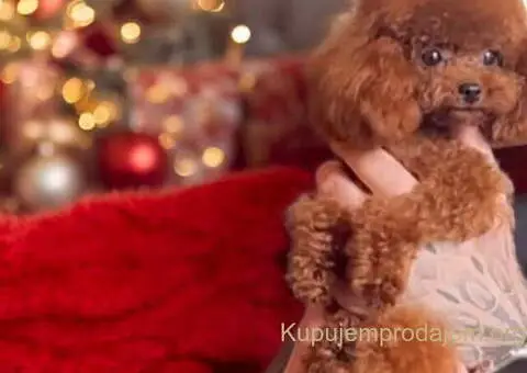 Najlepse bebe teddy bear toy pudle u Pom_Hash_Stars - 7/8