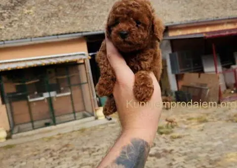 Najlepse bebe teddy bear toy pudle u Pom_Hash_Stars - 8/8