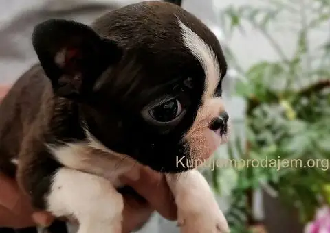 Boston terijer štenci - 1/13
