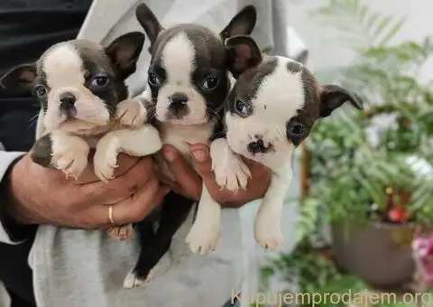 Boston terijer štenci - 2/13