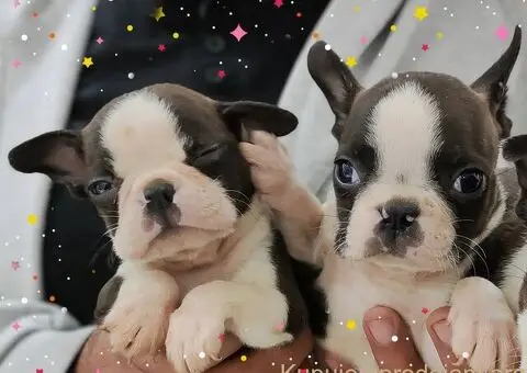 Boston terijer štenci - 3/13