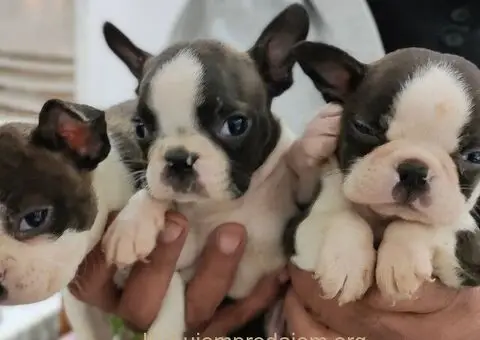 Boston terijer štenci - 4/13