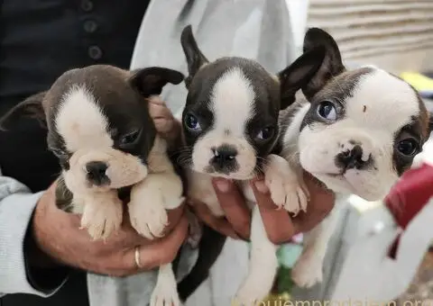 Boston terijer štenci - 5/13