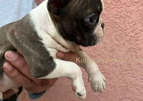 Boston terijer štenci - 7/13