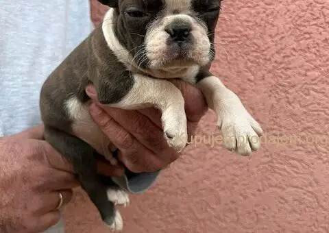 Boston terijer štenci - 9/13