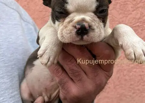 Boston terijer štenci - 10/13