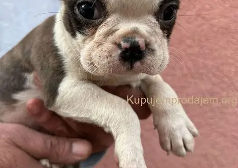 Boston terijer štenci - 11/13