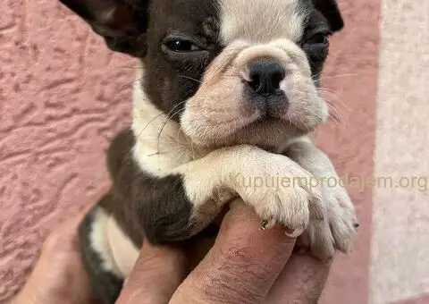 Boston terijer štenci - 12/13