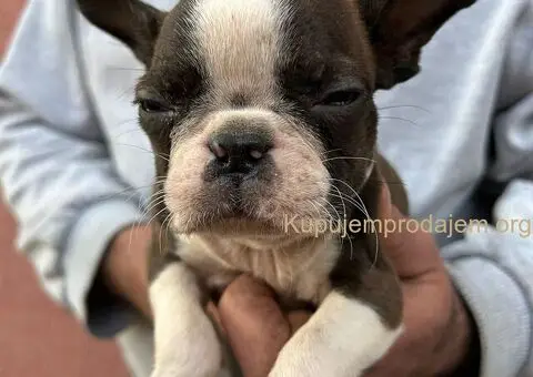 Boston terijer štenci - 13/13