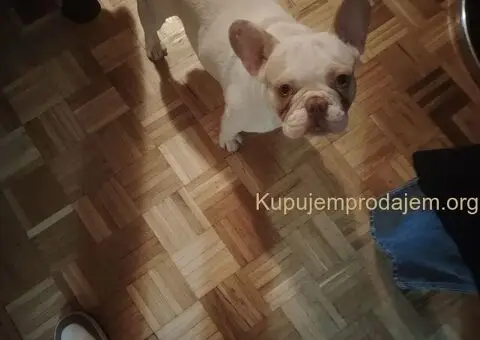 Čistokrvni štenci francuskog buldoga vrhunskog kvaliteta