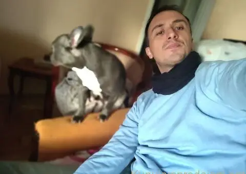 Čistokrvni štenci francuskog buldoga vrhunskog kvaliteta - 2/2