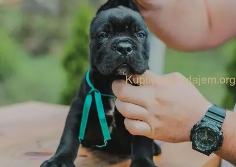 Cane Corso štenci - 2/8