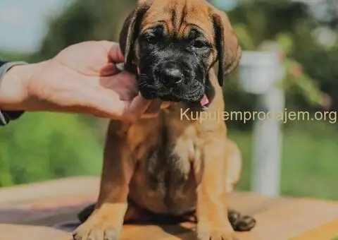 Cane Corso štenci - 3/8