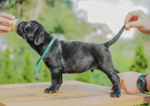 Cane Corso štenci - 4/8