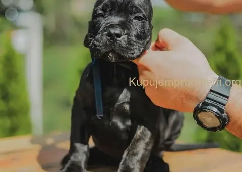 Cane Corso štenci - 5/8