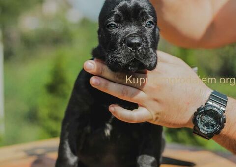 Cane Corso štenci - 7/8