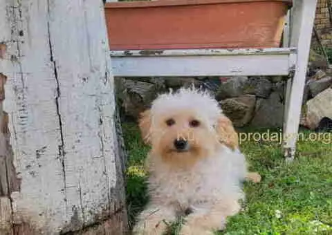 Goldendoodle dvije zenke - 1/3