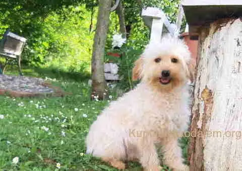 Goldendoodle dvije zenke - 2/3