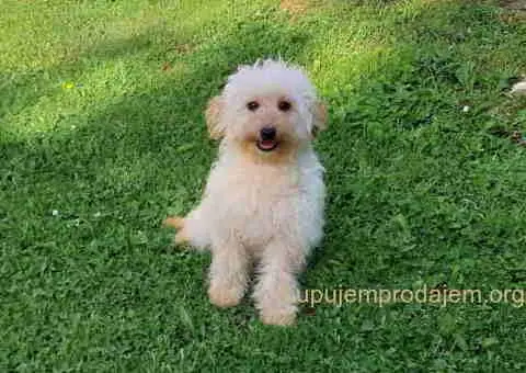 Goldendoodle dvije zenke - 3/3