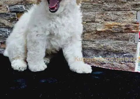 U ponudi stenci TOY PUDLE - 1/8