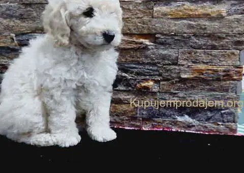 U ponudi stenci TOY PUDLE - 2/8