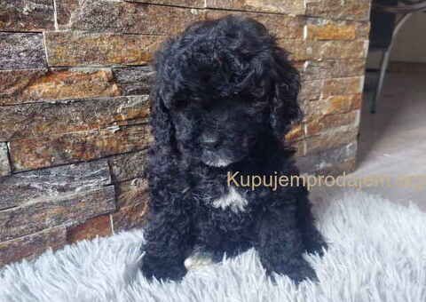 U ponudi stenci TOY PUDLE - 3/8