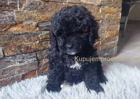 U ponudi stenci TOY PUDLE - 3/8